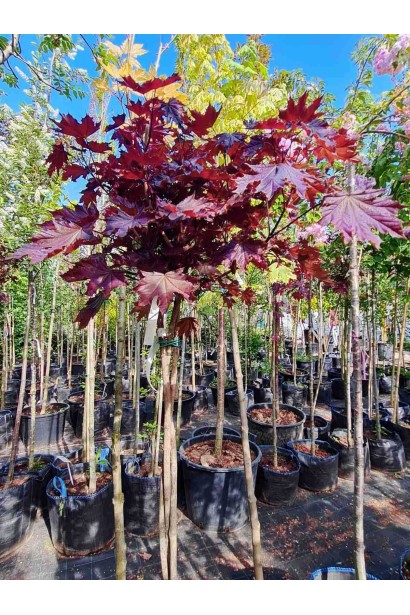 Клен гостролистий Крімсон Сентрі - конт./вис.180-220см/Ø40-60см/ШТАМБ 120-160см/обхват 6-8см   ПЛЕТІННЯ СТОВБУРА